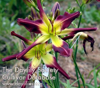 Daylily Lullaby of Birdland